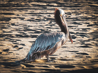 Sticker - Pelican on the beach in California, USA