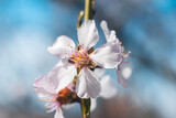 Fototapeta Kwiaty - Blooming almond trees