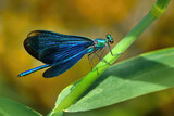 Männliche Blauflügel-Prachtlibelle (Calopteryx virgo) sitzt auf einem grünen Pflanzenstängel - Baden-Württemberg, Deutschland