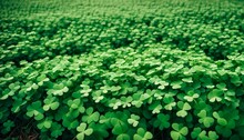 Field Of Green Shamrocks Background For Saint Patrick’s Day 16:9 Ratio