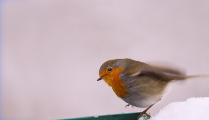 Wall Mural - A robin on the move in the snowy winter....