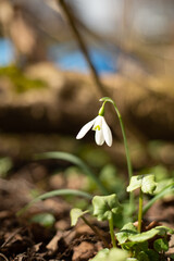 Snowdrop flower in spring garden