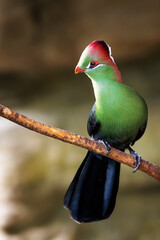 Wall Mural - An adult fischer's turaco, tauraco fischeri, perched on a branch. This colourful bird is near threatened in the wild and is endemic to East Africa.