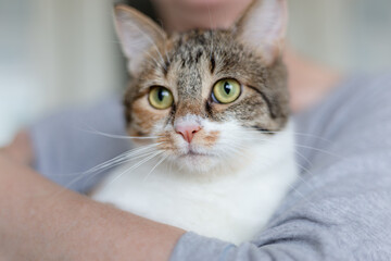 portrait of a cat with a hand