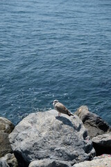 Wall Mural - seagull on a rock by the sea