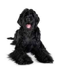 Wall Mural - Giant Schnauzer in studio