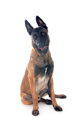 Canvas Print - malinois in studio