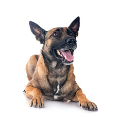 Canvas Print - malinois in studio