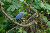 Fototapeta Big Ben - Ringed Kingfisher - Megaceryle torquata in Cano Negro Wildlife Refuge, Costa Rica