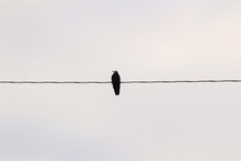 Rook, Crow. Alone Bird On An Electric Wire. Birds In The City, Urban Wildlife. Beautiful And Wonderful Bird In Winter. Animals In The Wild Nature, Wildlife Wings, Park
