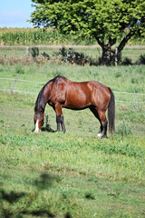 Poster - Brown Horse Grazing