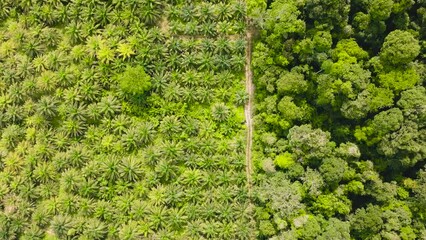 Wall Mural - Oil palm plantations and rainforest. Palm oil estate in Borneo, Malaysia. Environmental destruction.