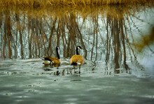 Geese In Icy Water