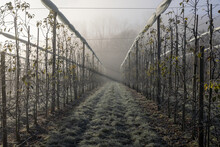 Orchard In Winter With Freezing Temperatures, Ice, Fog And Sunshine