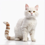 Fototapeta Koty - british kitten