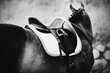 A black-and-white photo of a horse in sports gear. Horse riding and equestrian sports. Saddle and stirrups.