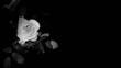 Einzelne Rose, monochrom, Panorama	