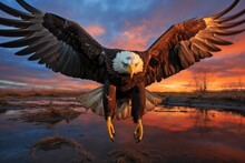Bald Eagle (Haliaeetus Leucocephalus) In Flight At Sunset, Portrait Of A Proud American Bald Eagle In Front Of A Blurry Cloudy Sunset Sky, AI Generated