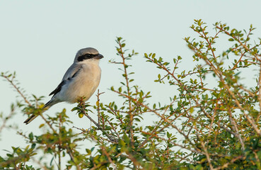 Wall Mural - Northern shrike hunting from tree branch