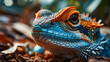 Close up of a blue chameleon (Pogona vitticeps). 