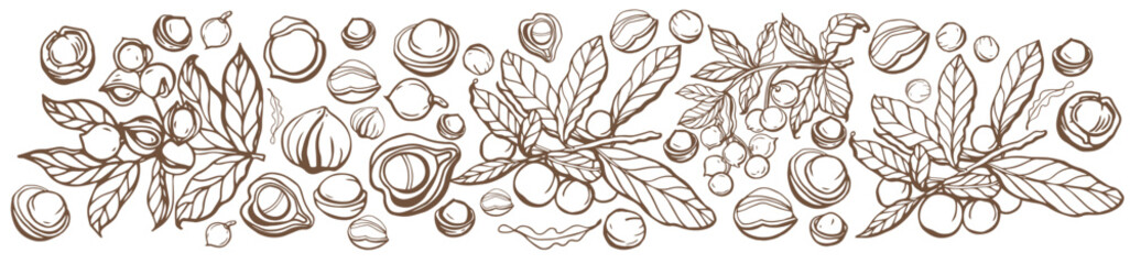Wall Mural - Isolated vector set of macadamia in vintage style. Hand drawn macadamia leaves and natural healthy food nut pieces collection. Pattern. Diet snack vector illustration.