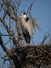 Wall Mural - Grey heron, Ardea cinerea,