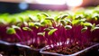 Capturing the vibrant colors and textures of nutrient rich microgreens in a visually stunning image