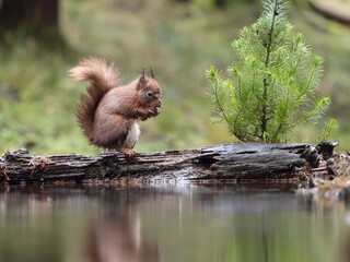 Poster - Red squirrel, Sciurus vulgaris