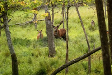 Wall Mural - european red deer (cervus elaphus) in rut,