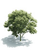 © Weronika - isometric tree, axonometric tree , tree vector illustration, transparent