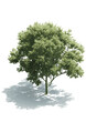 beautiful tree isometric view, vector illustration, transparent 