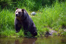 The Grizzly Bear Also Known As The Silvertip Bear, The Grizzly, Or The North American Brown Bear, Is A Subspecies Of Brown Bear That Generally Lives In The Uplands Of Western North America.