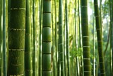 Fototapeta Dziecięca - Dense bamboo forest texture with green vertical lines.