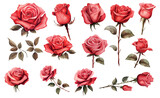 Fototapeta  - set red rose, beautiful flower on an isolated white background, watercolor vector illustration