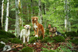 Four dogs of varied breeds, including a Labrador, a Nova Scotia Duck Tolling Retriever, an American Hairless Terrier, and a Yorkshire Terrier, stand amidst a verdant forest
