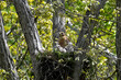 © dfriend150 - Red Shouldered hawk and babies on nest in the woods