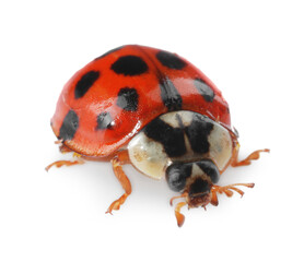 Wall Mural - One beautiful red ladybug isolated on white