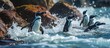 Adult Humboldt penguins engage in fishing.