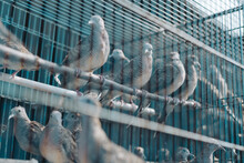 Burung Perkutut Or Turtle Dove Birds (Geopelia Striata) Perching In A Cage For Sale