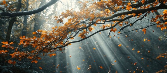 Wall Mural - Lonely beech tree branch with yellow maple leaves in autumn forest amid rain and fog, illuminated by a sunbeam.