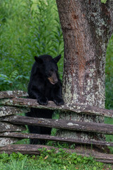 Wall Mural - Black bears also eat berries and fruits, which are essential to vary the bear’s diet. 