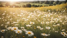 The Landscape Of The White Daisies In The Beautiful Rice Fields, With The Sun Shining In The Grassland. Blurred Grass Creates A Warm Gold Effect During The Sunset And The Sunrise.