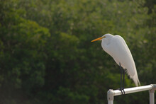 Great White Egret Perched On Metal Rail By Boat Dock In St. Petersburg, Florida. Looking To The Left With Green Bushes In The Background.