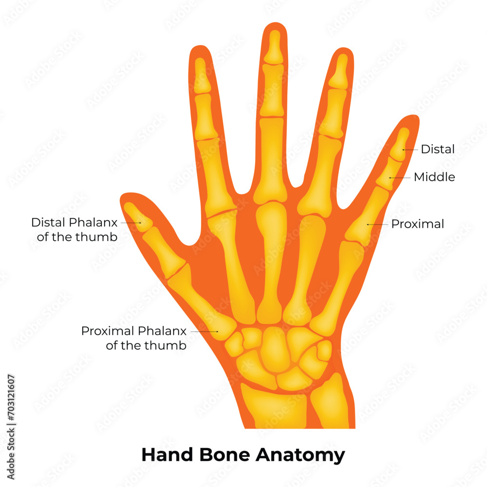 Hand Bone Anatomy Science Design Vector Illustration Diagram Stock ...
