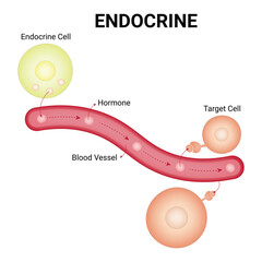 Endocrine Science Design Vector Illustration Diagram