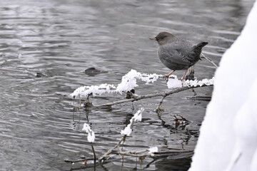 Wall Mural - An American Dipper (Cinclus mexicanus), North America’s only truly aquatic songbird, perches on an icy branch while foraging for food in an Alaskan stream.