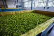 Fermentation of the tea production of the tea in factory