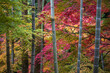 竹と紅葉　秋の和風イメージ