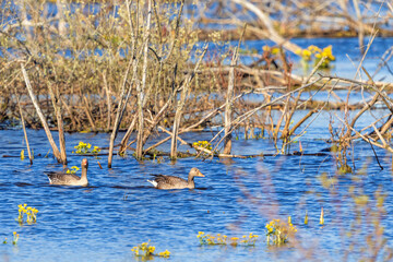 Poster - Greylag geese swimming in a wetland at spring