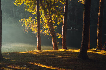 Poster - Reservoir and pine trees in the morning in the park